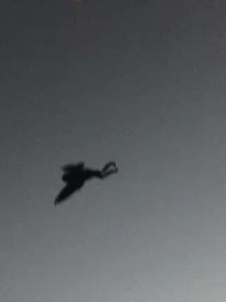 Mothman 1