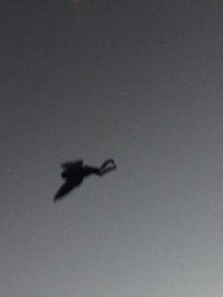 Mothman 1